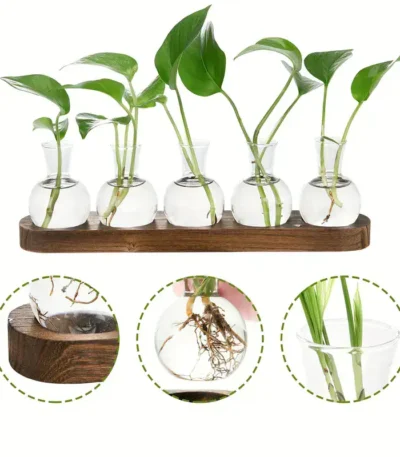 Set of five glass vials with green plant cuttings on a wooden tray, demonstrating plant growth and root development for educational science experiments.