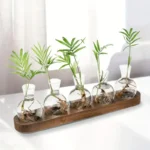 Miniature plant experiment with glass vials on wooden base, showcasing small green plants growing in water-filled vials, ideal for educational science projects and decorative displays.