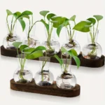 A set of small glass vases with green plant cuttings, ideal for science experiments and educational displays. Perfect for demonstrating plant growth and propagation techniques.