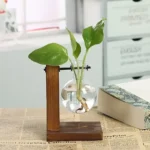 A small green plant with broad leaves in a round glass vase, supported by a wooden stand, placed on a newspaper in a bright indoor setting.