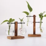 A scientific plant growth experiment featuring four glass vessels with green seedlings, supported by wooden stands, demonstrating plant development and root growth.