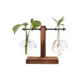 Educational plant growth experiment with two glass vials on a wooden stand, demonstrating root and stem development for science learning.