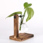 Wooden stand with glass container holding a green plant cutting, demonstrating plant growth science experiment for educational purposes.