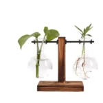 An educational plant growth experiment setup with two glass containers on a wooden stand, demonstrating plant development and root growth.