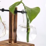 A green plant leaf in a glass vase filled with water, supported by a wooden stand, demonstrating plant growth and root development for educational purposes.