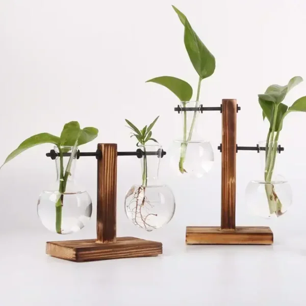 Educational plant propagation kit with glass containers and wooden stands for growing and studying plant roots and leaves.