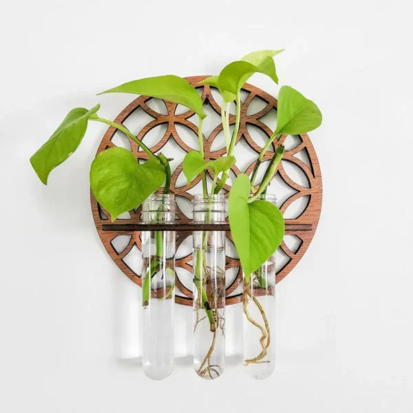 Green leafy plant growing in three test tubes mounted on a decorative wooden frame, illustrating a science experiment or educational project.