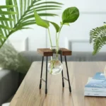 Small green plant growing in a glass vase supported by a wooden and metal stand, placed on a wooden table with books and indoor plants in the background.