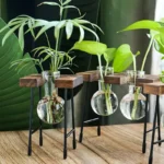 Educational plant science experiment kit featuring glass test tubes with young plant cuttings, wooden stands, and metal supports, ideal for learning about plant growth and biology.