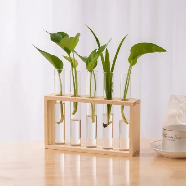 A wooden test tube rack holding five test tubes with green plant cuttings, demonstrating plant growth and propagation.