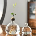 Young plant with roots in water inside a glass vase, showcasing hydroponic growth.