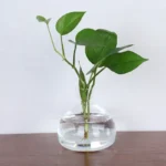 Fresh green houseplant with large leaves in a transparent glass vase filled with water, placed on a wooden surface against a plain white background.