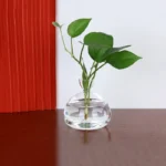 A close-up of a green plant with broad leaves placed in a clear glass vase filled with water, set on a wooden surface against a white background with a red textured wall.