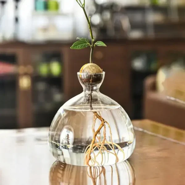 A small plant with roots submerged in water inside a clear glass vase, showcasing the process of plant growth and root development.