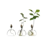 Three glass containers with seeds sprouting and growing into small plants, demonstrating plant growth stages in a scientific experiment.