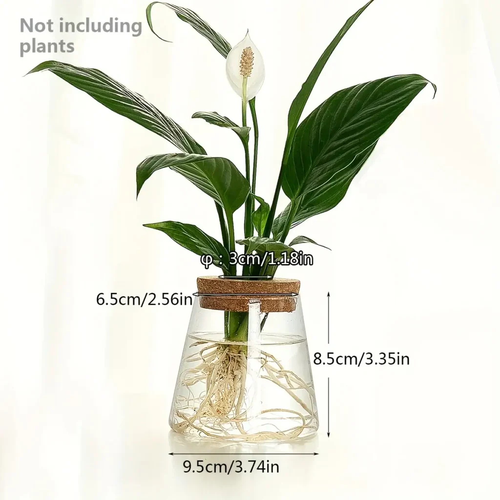 Healthy peace lily plant with white flower in a glass water vase, showcasing roots and green leaves, ideal for educational and decorative purposes.