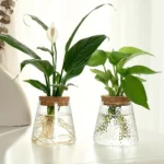Two houseplants, a peace lily and a pothos, in clear glass vases with cork stoppers, placed on a white surface near a window.
