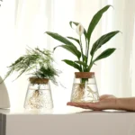 Two lush green indoor plants in transparent glass containers with visible roots, placed on a white surface near a window with sheer curtains.