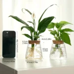 Indoor plant in a glass vase with visible roots, placed on a white surface next to a smartphone for size comparison.
