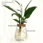 Healthy peace lily plant with white flower in a glass water vase, showcasing roots and green leaves, ideal for educational and decorative purposes.