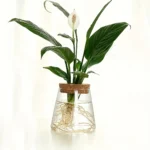 Peace lily plant in a glass container with water, showing roots and lush green leaves, ideal for home decor and educational science displays.