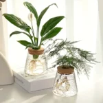 Elegant green plant with visible roots in a clear glass vase, perfect for home decor and educational displays about plant biology.