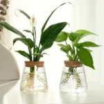 Two houseplants, a Peace Lily and a Pothos, displayed in clear glass vases with visible roots and water, placed on a white surface against a light background.