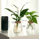 Miniature houseplants in clear glass vases with visible roots, perfect for home decor and educational purposes.