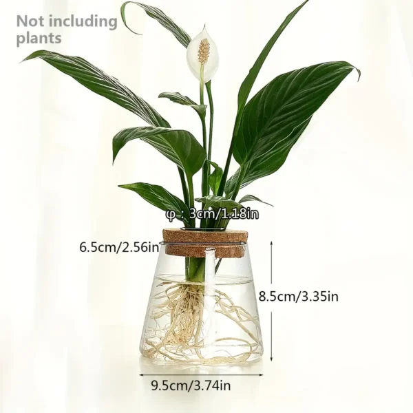 Healthy peace lily plant with white flower in a glass water vase, showcasing roots and green leaves, ideal for educational and decorative purposes.