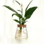 Peace lily plant in a glass container with water, showing visible roots and lush green leaves, ideal for educational science displays and decorative science-themed decor.