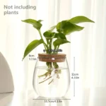 Close-up of a plant with roots growing in water, demonstrating plant root development for educational purposes.