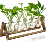Educational plant growth experiment kit with five test tubes, green plants, and a wooden stand, ideal for science learning and classroom activities.