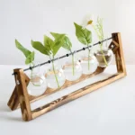 Wooden plant growth experiment kit with glass vials and green leafy plants, ideal for educational science projects and decorative displays.