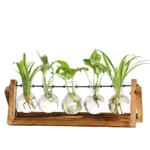 Scientific plant growth experiment using glass beakers with green plants on a wooden stand, demonstrating botanical science and plant development.
