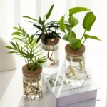 Brightly lit image showcasing three glass jars filled with water and small aquatic plants, each with visible roots and vibrant green leaves, placed on a white surface near a book.