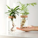 Two potted plants in glass containers demonstrating plant propagation, with visible roots submerged in water, on a white surface near a window.