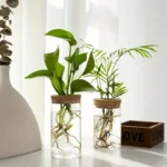 Beautiful houseplants displayed in clear glass vases, showcasing their roots and lush green foliage. Perfect for enhancing indoor spaces with a touch of nature and modern aesthetic.