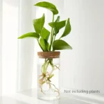 Houseplant in glass jar with visible roots, displayed on a white surface near a window.