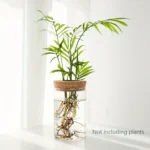 Indoor plant in a glass jar with water, roots visible, and lush green leaves, placed on a white surface near a bright window.