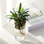 Indoor plant in a glass vase with visible roots, placed on a white surface near a window.