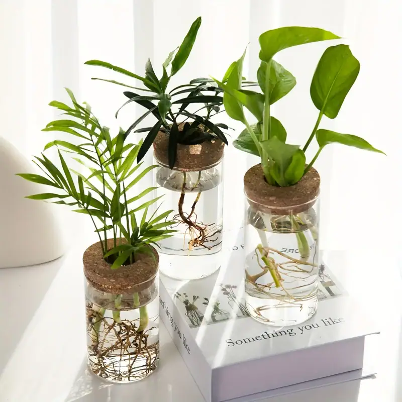 Brightly lit image showcasing three glass jars filled with water and small aquatic plants, each with visible roots and vibrant green leaves, placed on a white surface near a book.