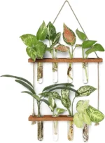 Decorative plant wall with test tubes for growing small plants and succulents.