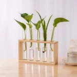 A wooden test tube rack holding five test tubes with green plant cuttings, demonstrating plant growth and propagation.