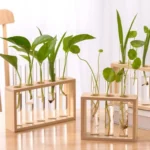 Test Tube Plant Growth Science Kit for Educational Experiments.