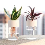 A pair of potted plants, including a snake plant and a Tradescantia, placed in glass containers filled with water, showcasing their roots and vibrant foliage.