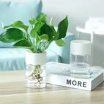 Fresh green houseplant in a clear glass vase with water, showcasing healthy roots, placed on a wooden table in a modern living room setting.
