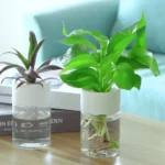 Green houseplants in transparent glass containers with water, showcasing roots and vibrant leaves, ideal for science decor and educational purposes.