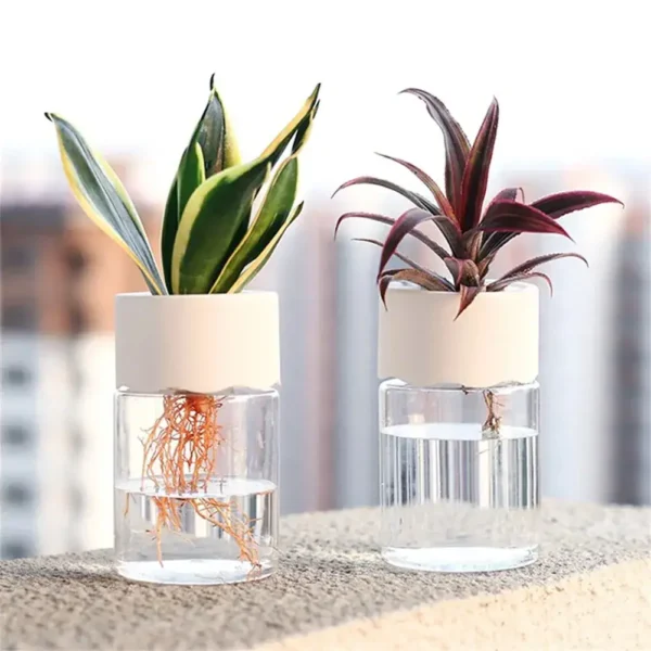 A pair of potted plants, including a snake plant and a Tradescantia, placed in glass containers filled with water, showcasing their roots and vibrant foliage.