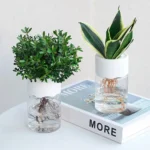 Two small potted plants with visible roots submerged in water, demonstrating plant root growth for educational purposes.