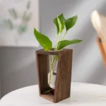 A clear glass test tube with green plant sprouting inside, held in a wooden stand, perfect for educational science experiments and plant growth observation.